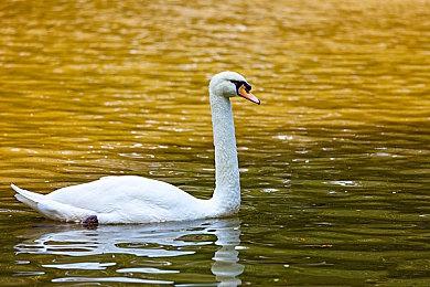 《同级生2：重制版》开场动画公布 6月28日发售